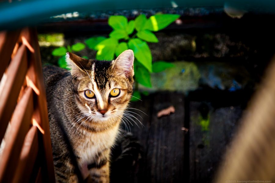 The Underlooked Feline Pandemic