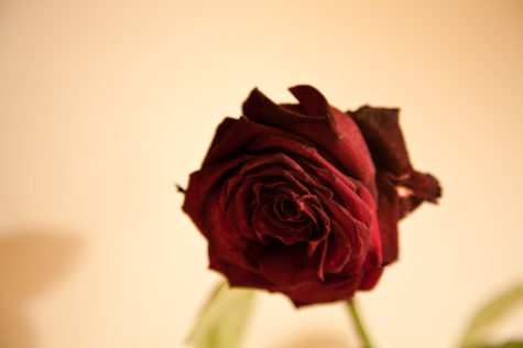 Valentines day: A celebration of love or a huge scam