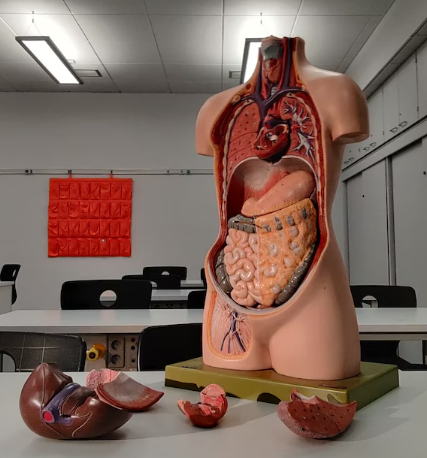 A model of human organs
Photo credit: Unsplash